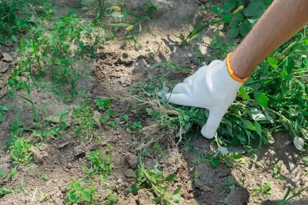 Weed Control image