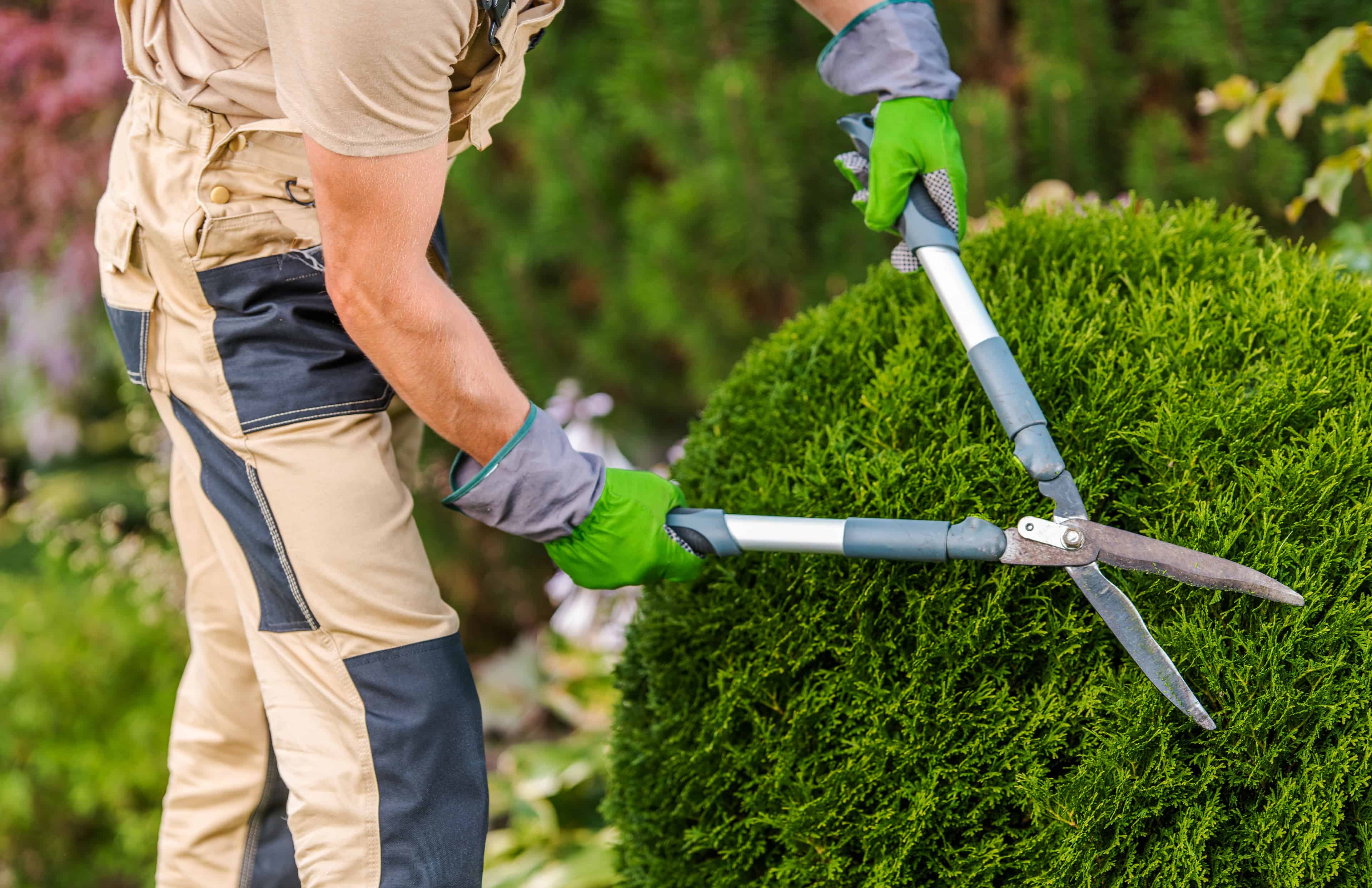 Hedge Trimming image