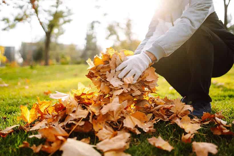 Fall Yard Cleanup image
